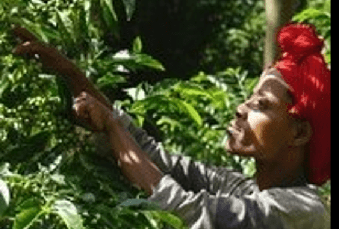 vrouw plukt biologische koffiebonen in plantage Ethiopie