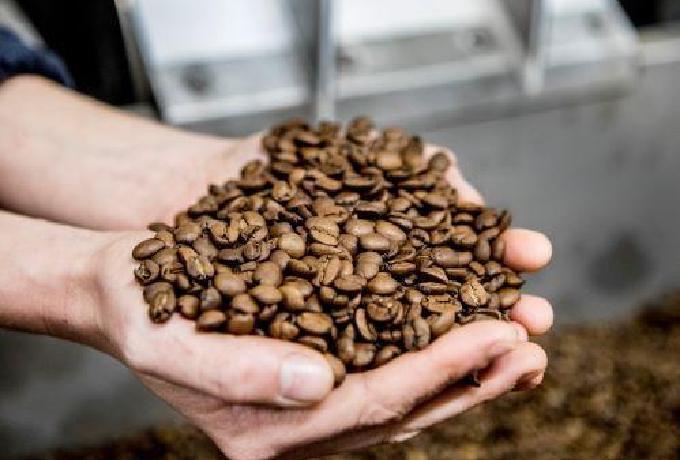 handen tonen Ray & Jules koffie voor de innovatieve brander Ray & Jules verse koffiebonen