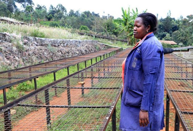 Woman with blue coat stands in coffee plantation Kenya