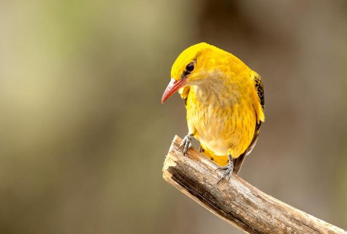 Welke vogel is jouw koffie Vogel