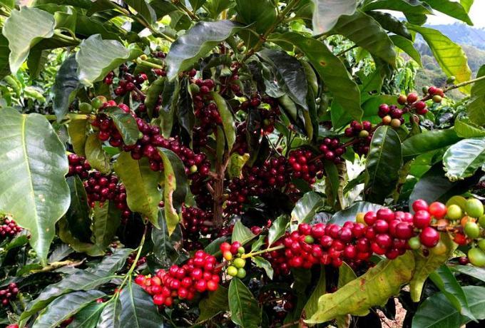 Hybride koffieplant op plantage Finca Sebastian